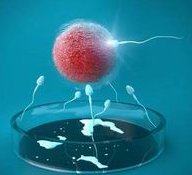 鲜胚移植成功的征兆是什么